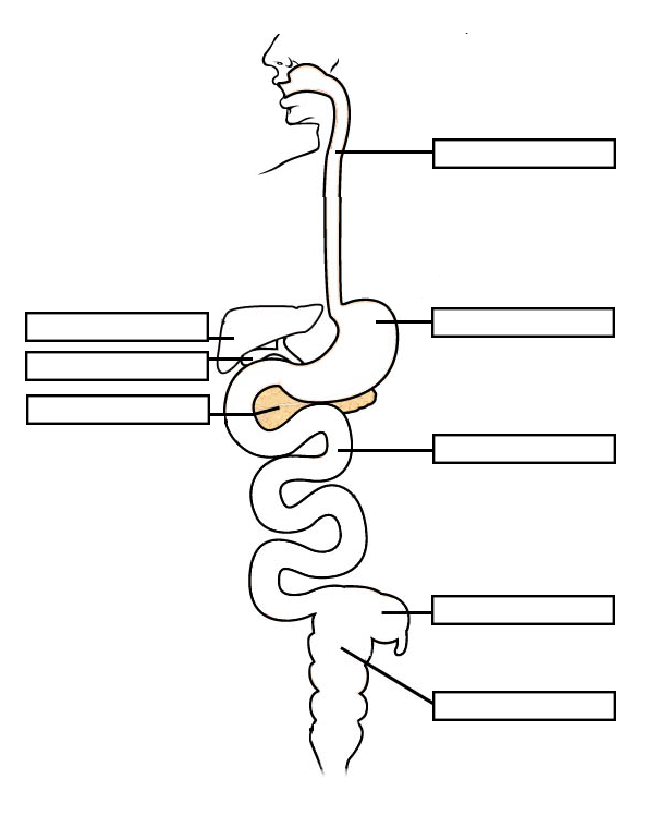 Comparing The Digestive System Of A Human To A Rabbit