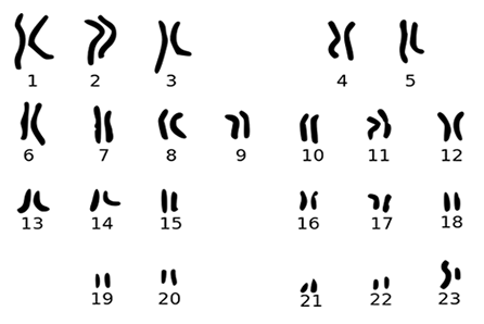 male karyotype