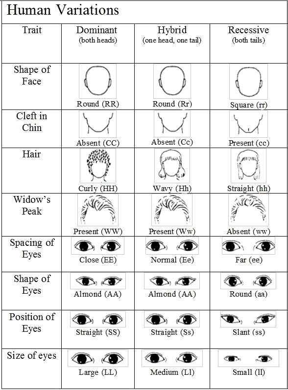Eye Color Recessive Dominant Chart
