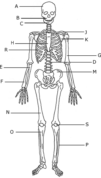 Comparing a Human and Avian Skeleton
