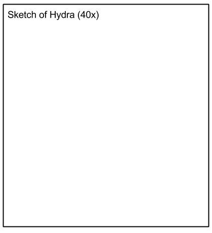 hydra sketch