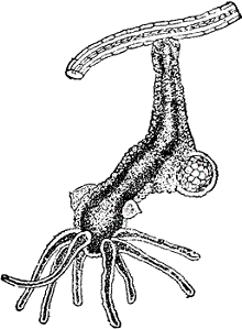 Hydra and Other Cnidarians