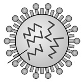 influenza virus