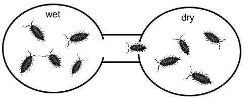 Isopod Behavior, or The RollyPolly Lab