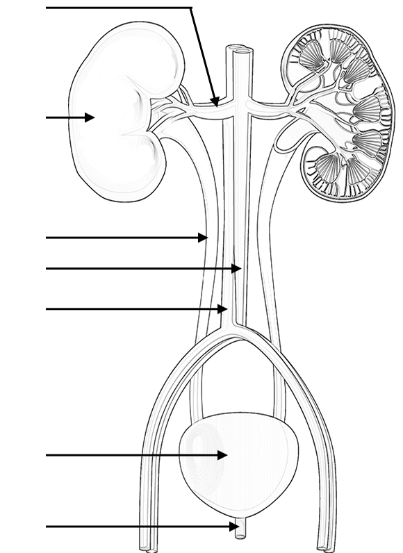Download Color and Label the Urinary System