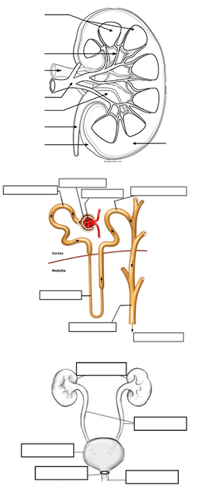 Urinary System Review Guide