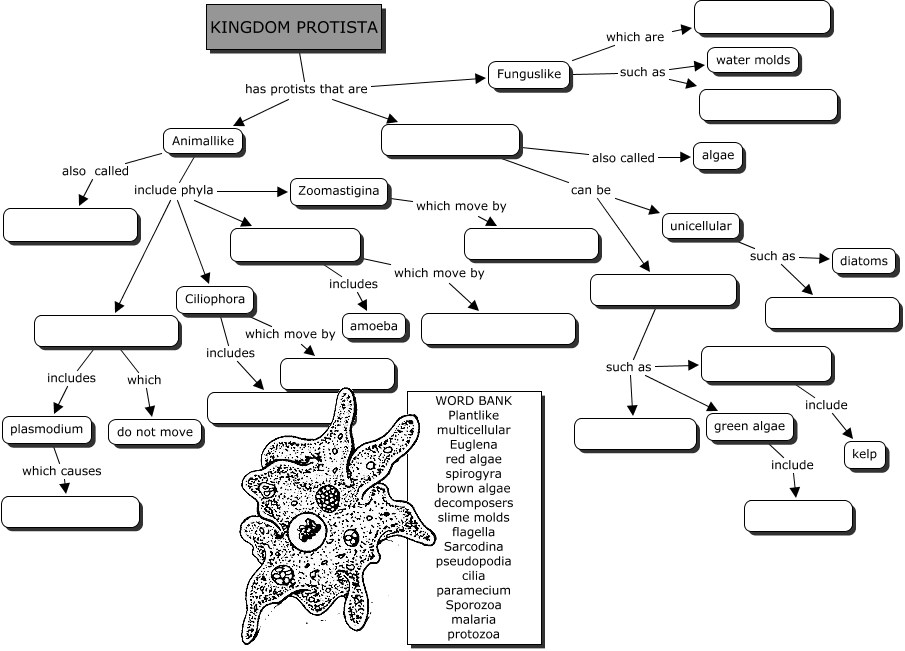 Kingdom Protista Concept Map