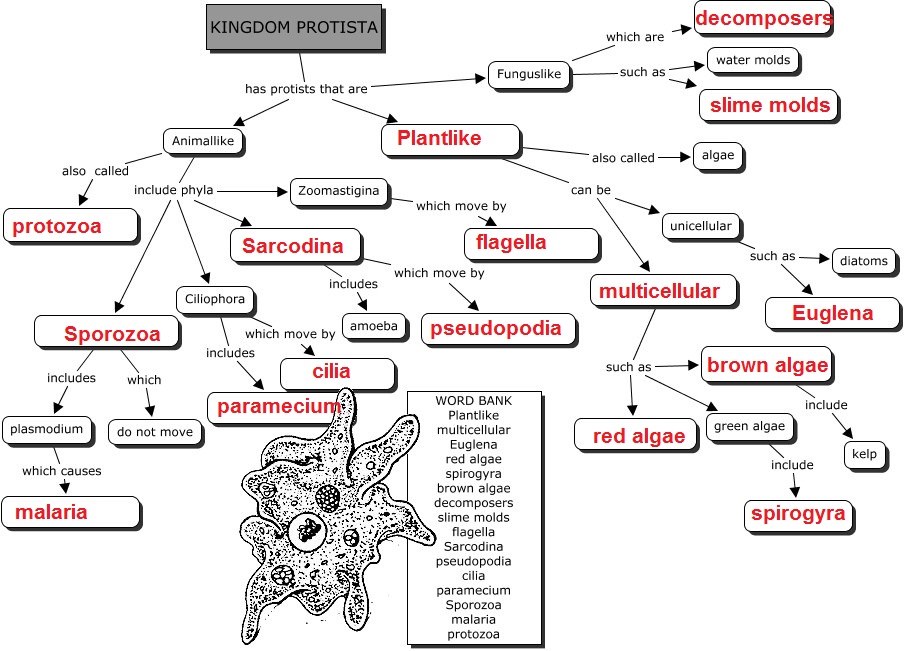 Kingdom Protista Chart Answers