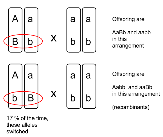 genetic linkage diagram