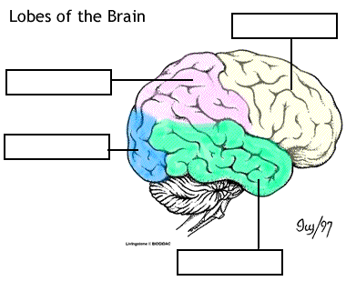 The Anatomy and Physiology of the Brain