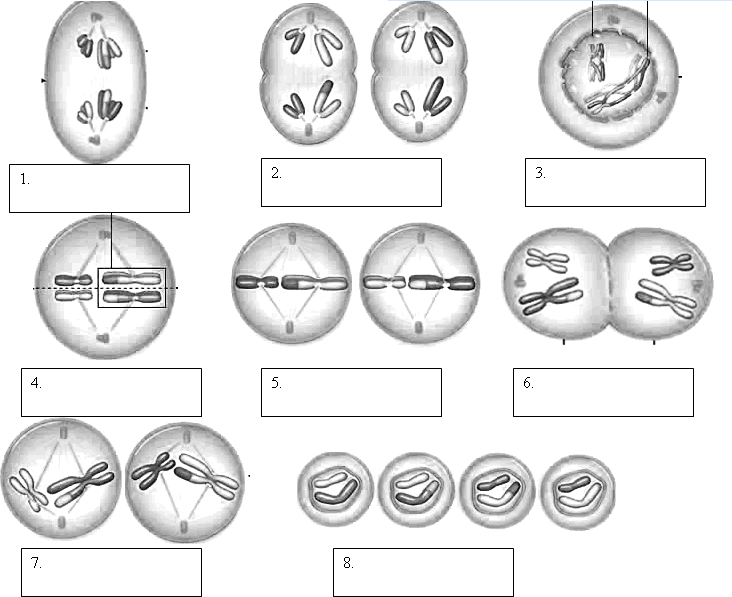 Mitosis Chart Worksheet