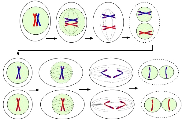 meiosis step by step