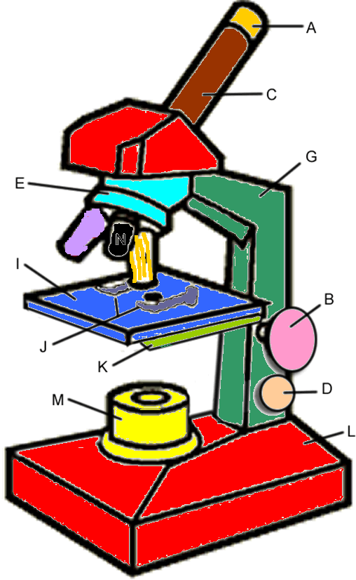 Color The Microscope Parts Worksheet Answers