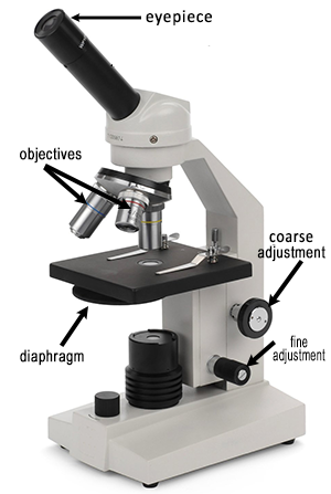 Microscope Introduction e Lab Microscope Introduction e Lab