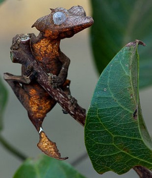 leaf or lizard