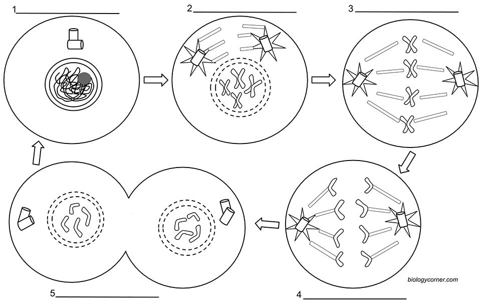 Mitosis Coloring