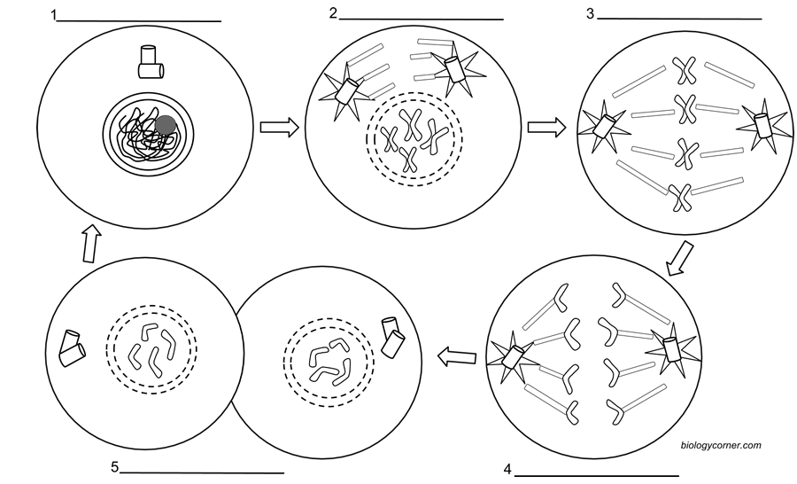 Mitosis Coloring