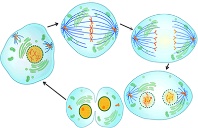 cell cycle