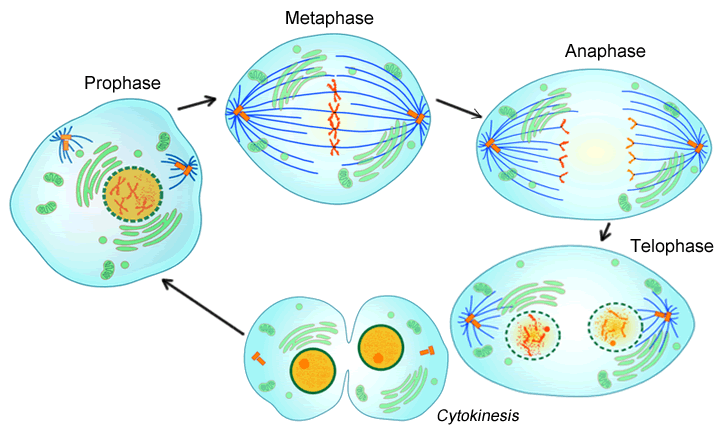 Diagram Of Mitosis Anaphase Gallery - How To Guide And 