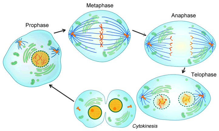 cell cycle