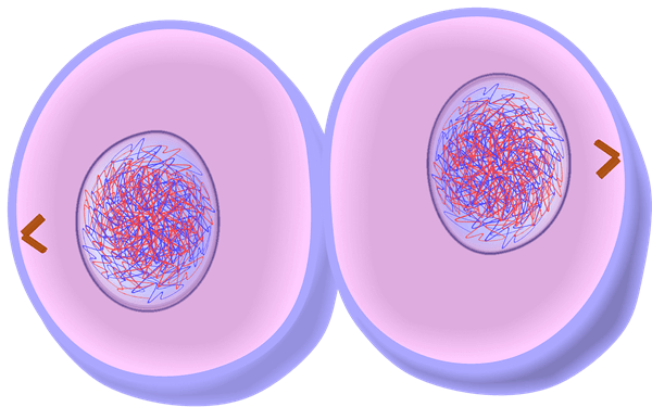 cytokinesis