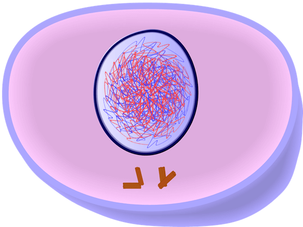 interphase