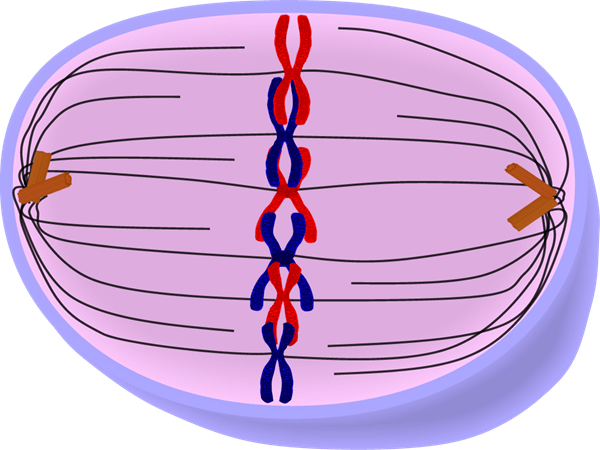 metaphase