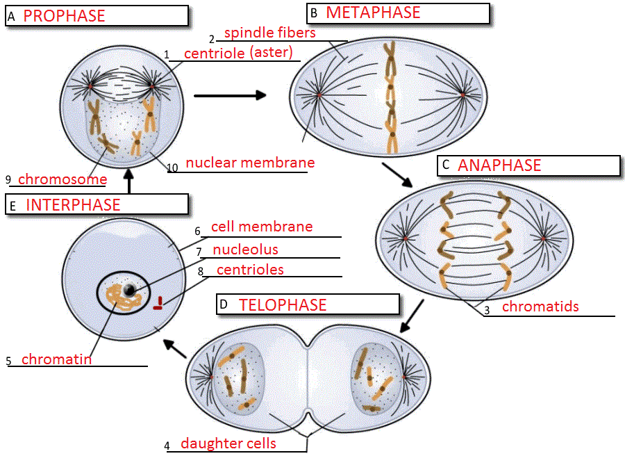 Prophase Metaphase Anaphase Telophase Plannertyred