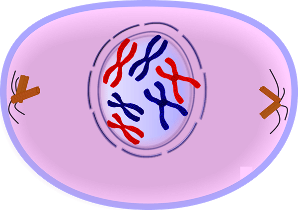 prophase