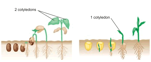 What are some examples of monocot seeds?