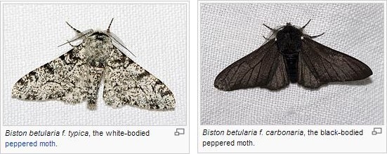 moths