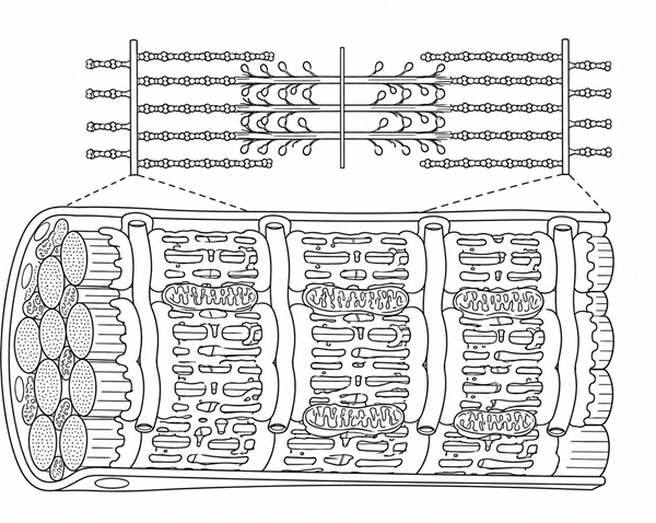 muscle fiber