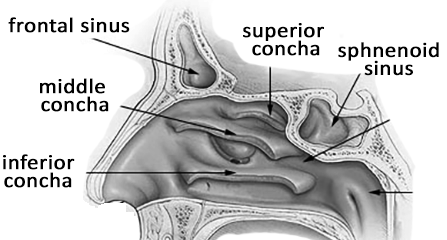 nasal conchae