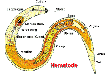 roundworm