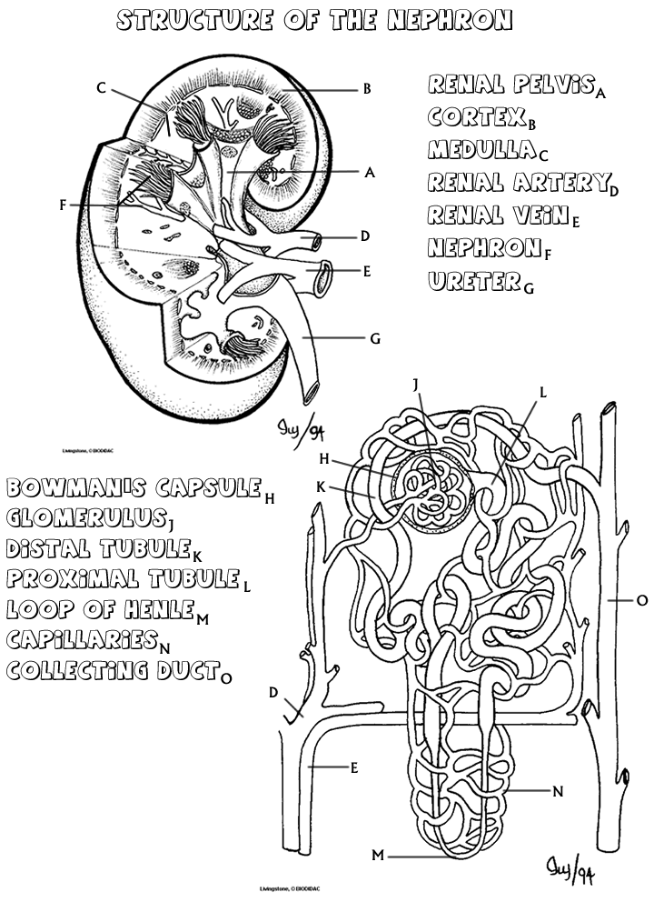 Anatomy Coloring Pages 2