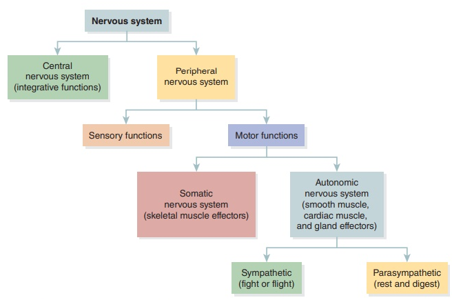 nervous system divisions