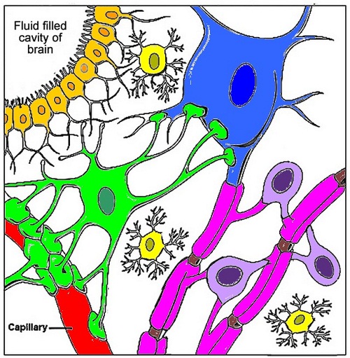 The Anatomy Of A Synapse Coloring Answers