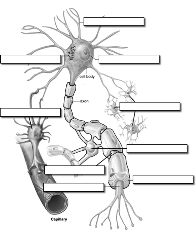 neuron