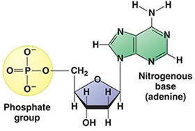 deoxyribonucleic acid