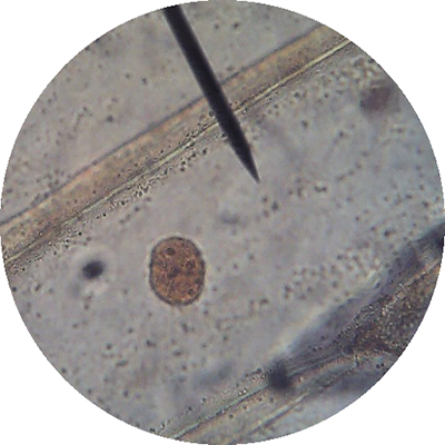 onion cell 400x