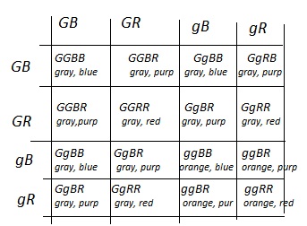 Monohybrid Cross Practice Problems Worksheet Worksheet List