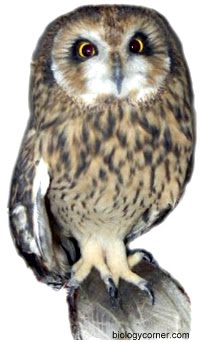 short-eared owl
