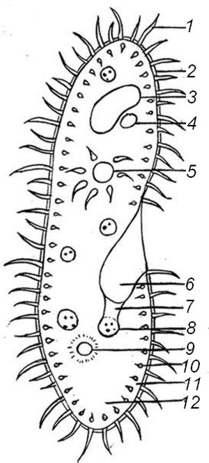 paramecium