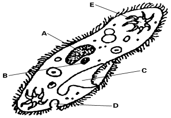 paramecium