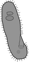 paramecium