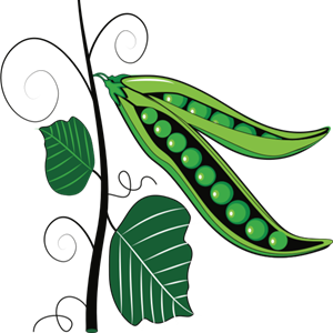 pea plant