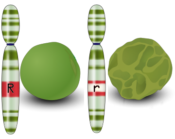 pea plants