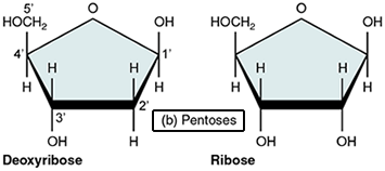 pentose sugars