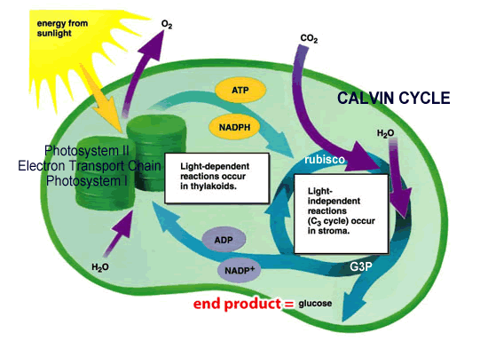 photosynthesis diagram