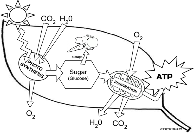 leaf diagram